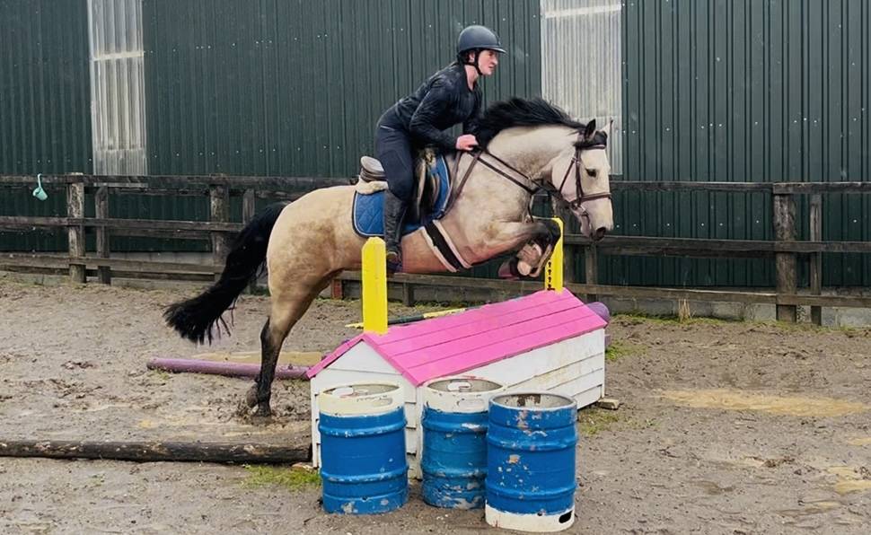 Gelding Connemara For sale 2021 Grey