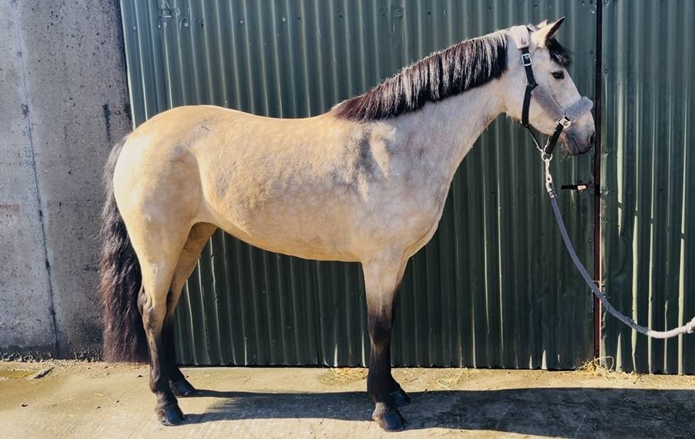 Gelding Connemara For sale 2021 Grey