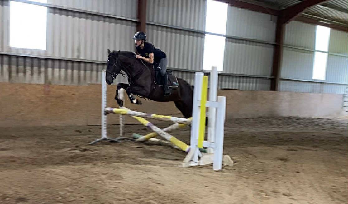 Gelding Connemara For sale 2021 Grey