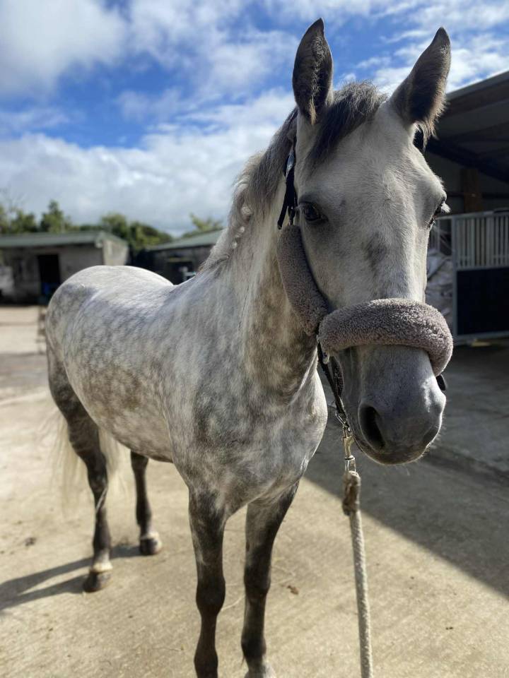 Gelding Connemara For sale 2021 Grey