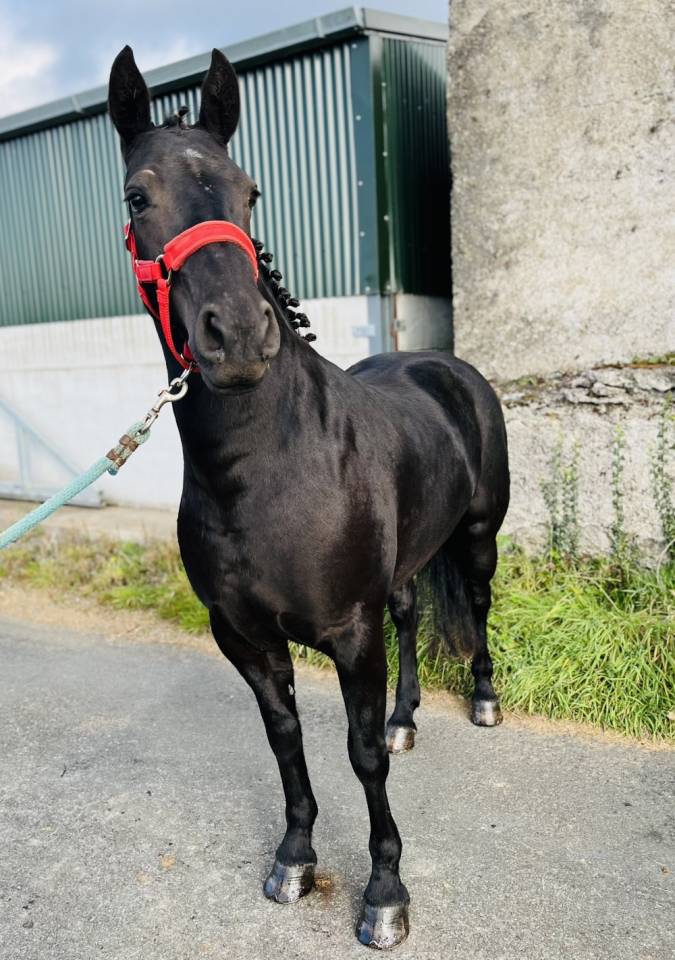 Gelding Connemara For sale 2021 Grey
