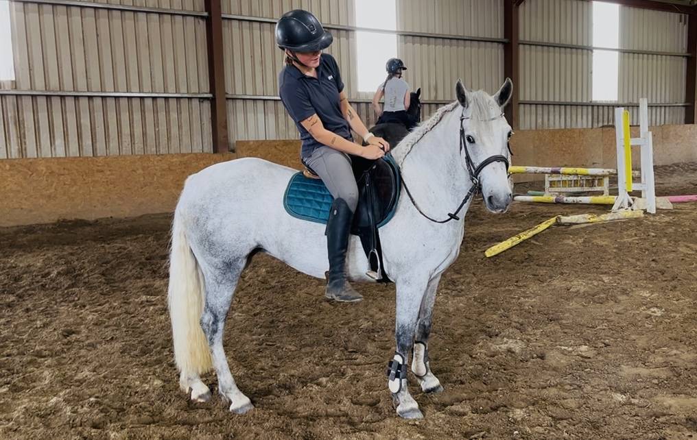 Gelding Connemara For sale 2021 Grey