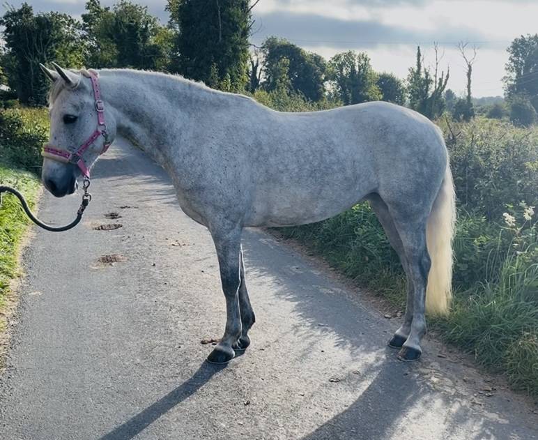 Gelding Connemara For sale 2021 Grey