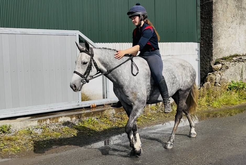 Gelding Connemara For sale 2021 Grey