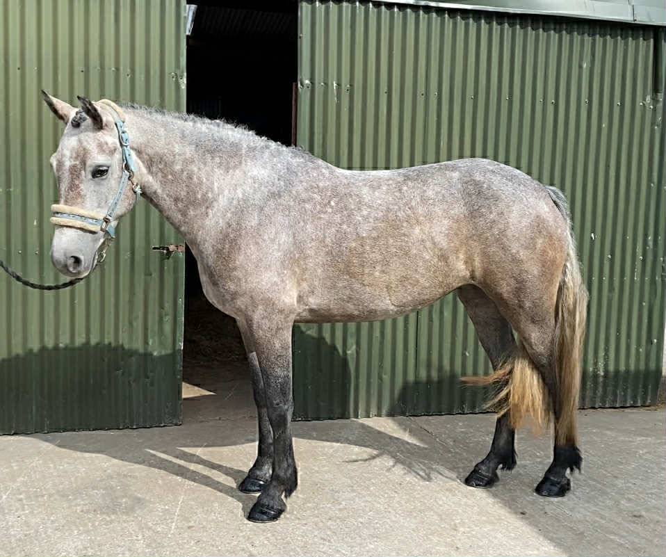 Gelding Connemara For sale 2021 Grey