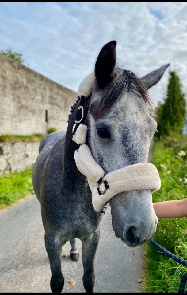 Gelding Connemara For sale 2021 Grey