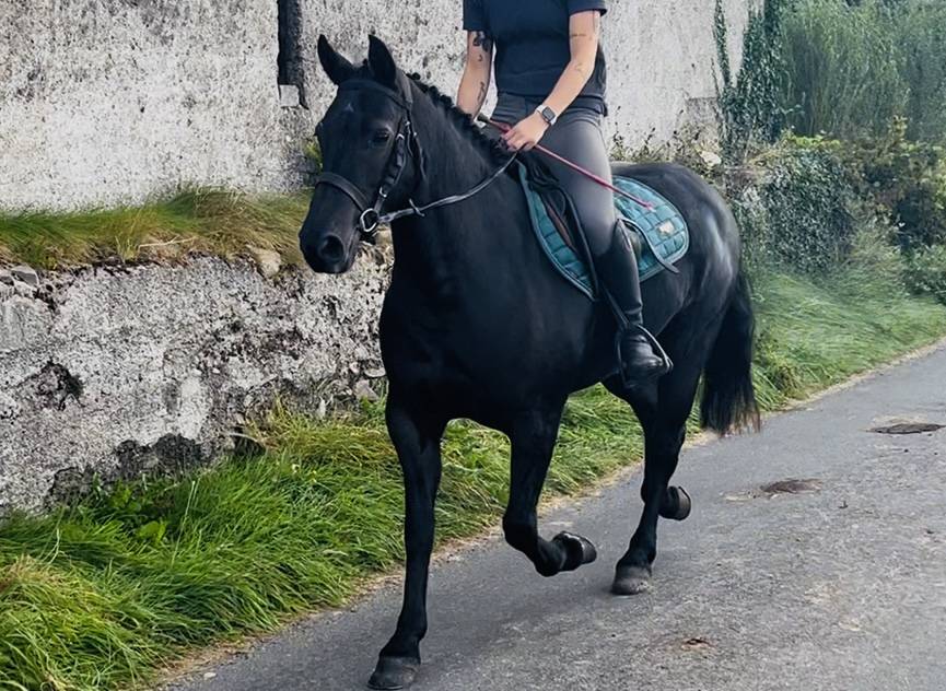 Gelding Connemara For sale 2021 Grey