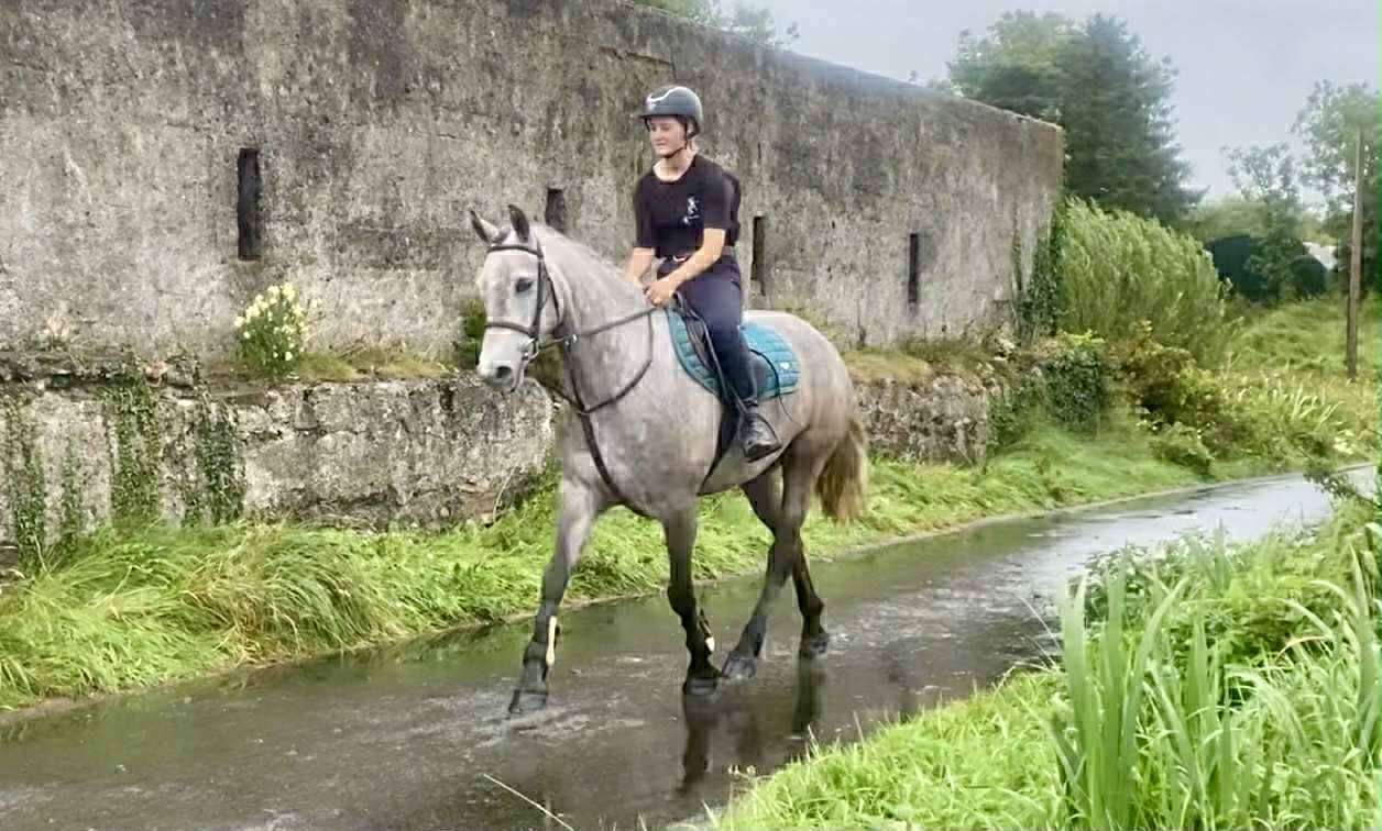 Gelding Connemara For sale 2021 Grey