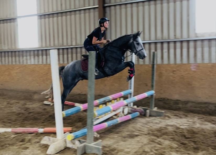 Gelding Connemara For sale 2021 Grey