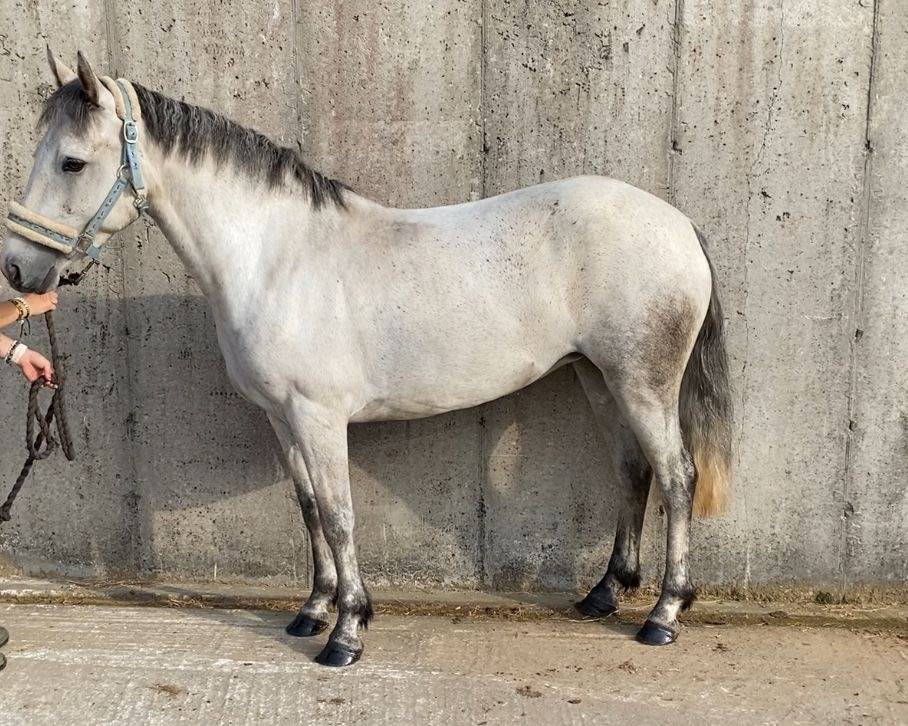 Gelding Connemara For sale 2021 Grey