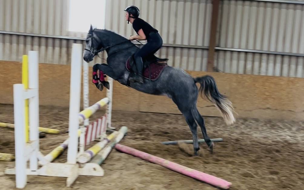 Gelding Connemara For sale 2021 Grey