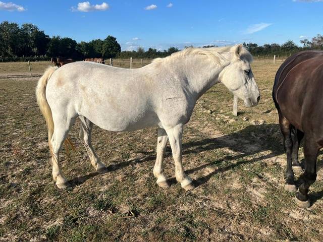 Mare Origin Recorded Free 2002 White