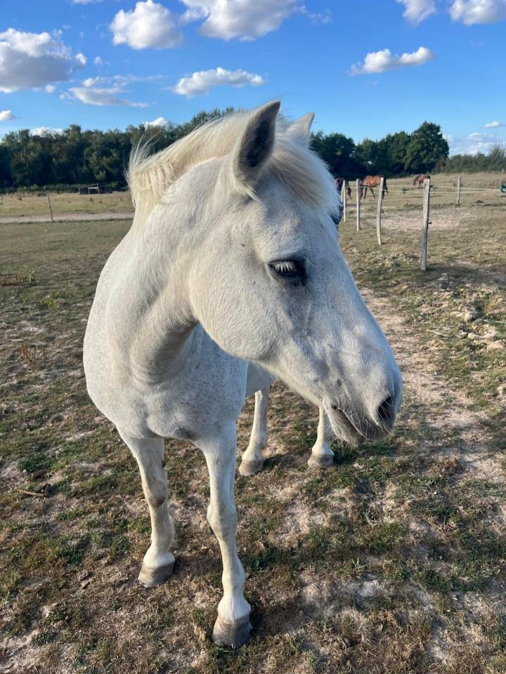 Mare Origin Recorded Free 2002 White