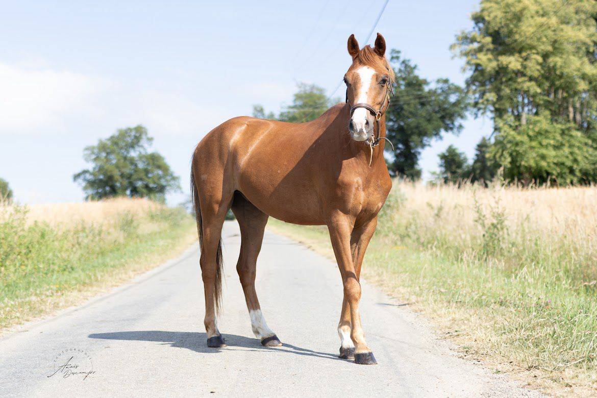 Gelding Welsh Pony (Section B) For sale 2020 Chesnut