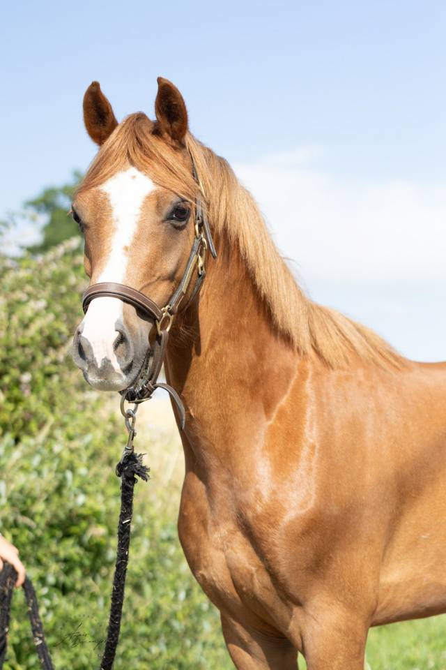 Gelding Welsh Pony (Section B) For sale 2020 Chesnut