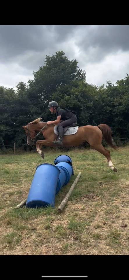 Gelding Welsh Pony (Section B) For sale 2020 Chesnut