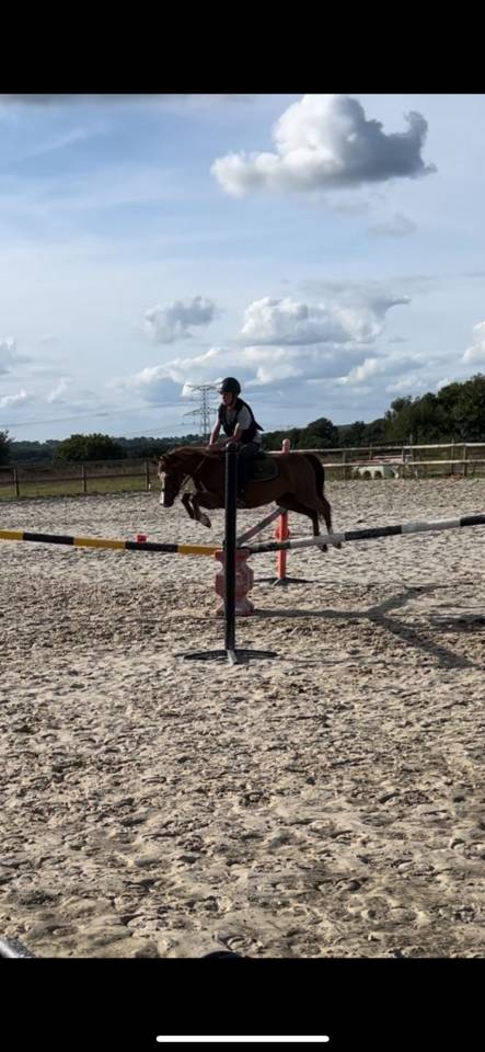 Gelding Welsh Pony (Section B) For sale 2020 Chesnut