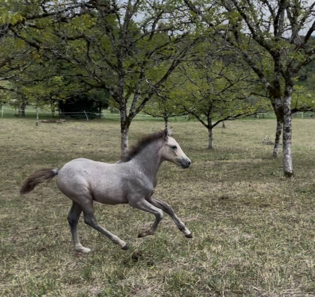 Colt Connemara For sale 2025 Grey