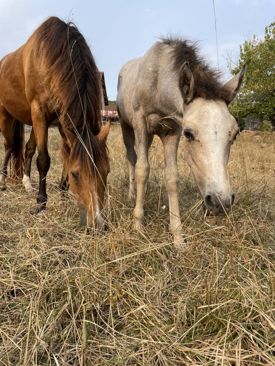 Colt Connemara For sale 2025 Grey