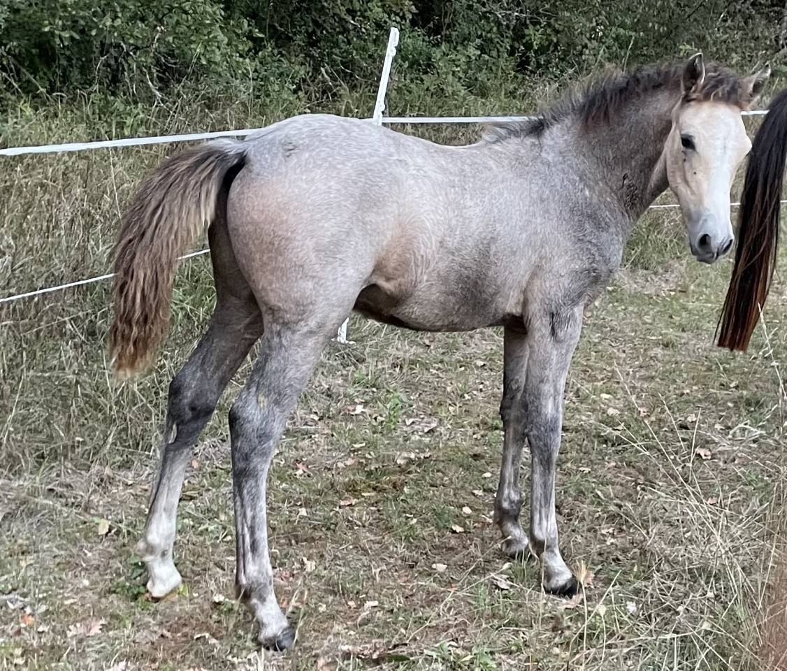 Colt Connemara For sale 2025 Grey