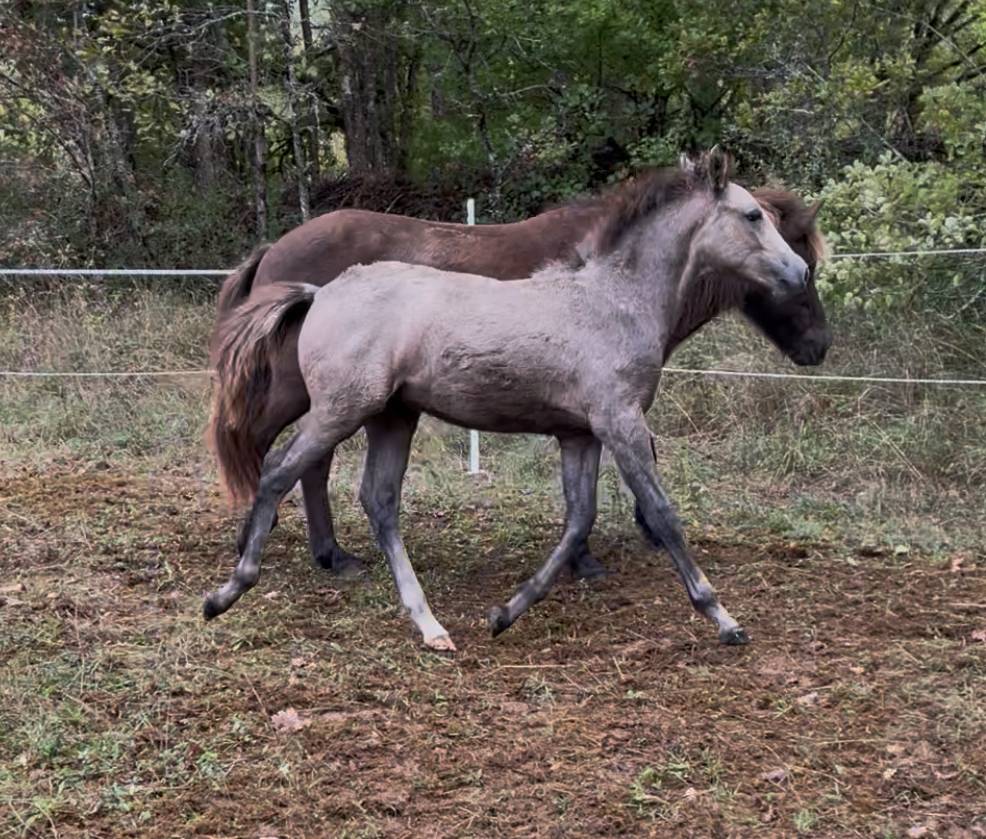 Colt Connemara For sale 2025 Grey