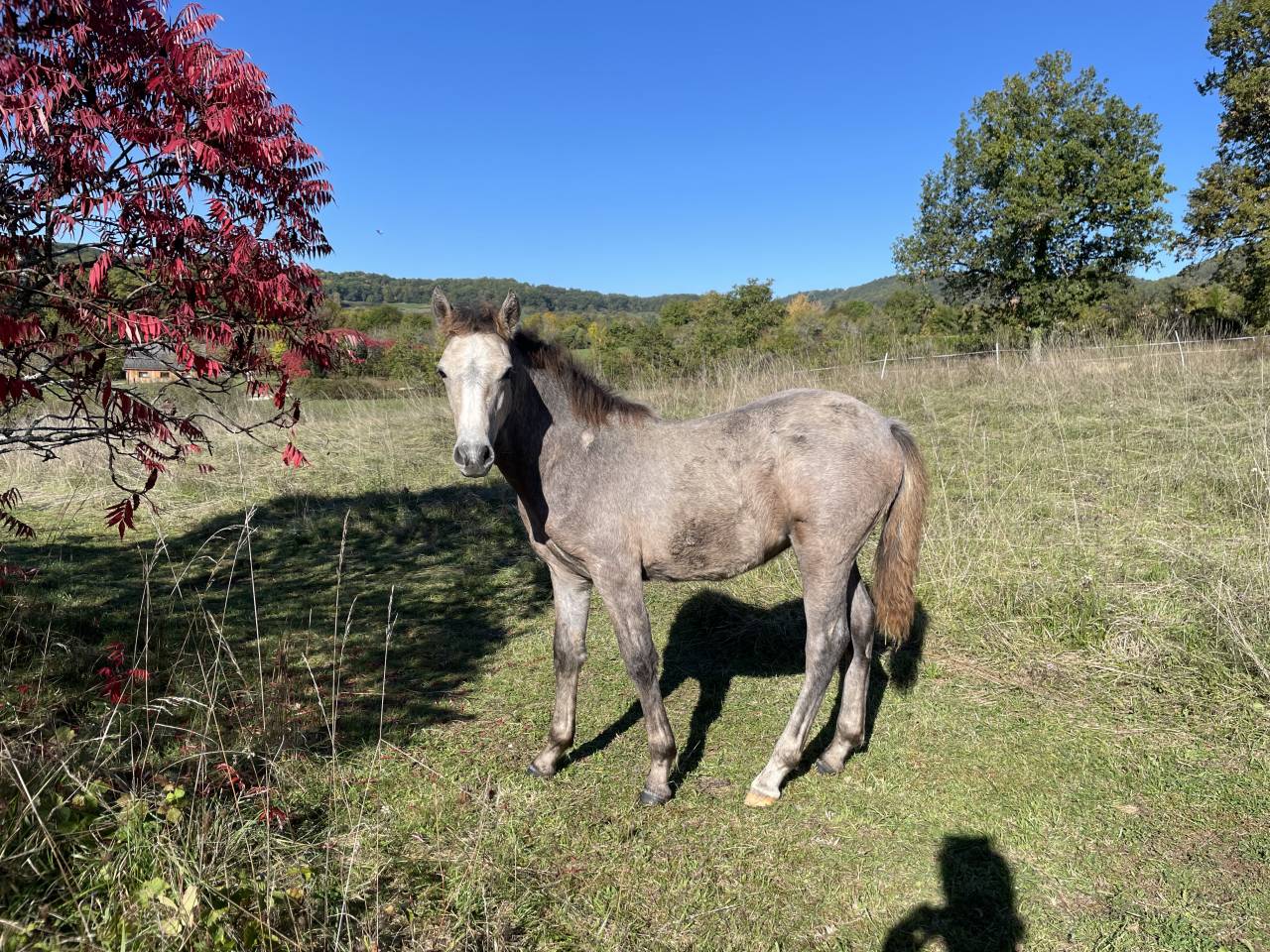 Colt Connemara For sale 2025 Grey