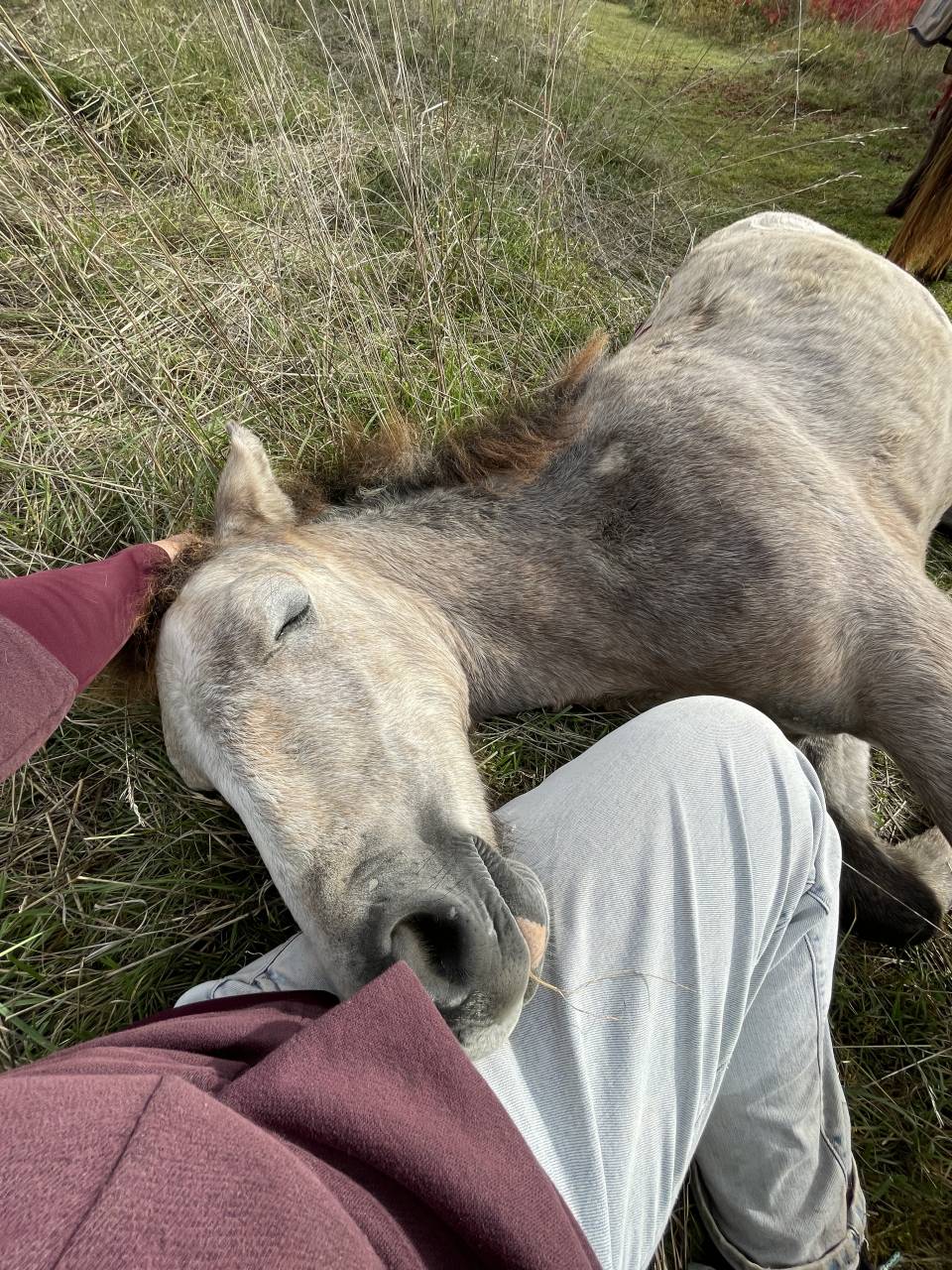 Colt Connemara For sale 2025 Grey