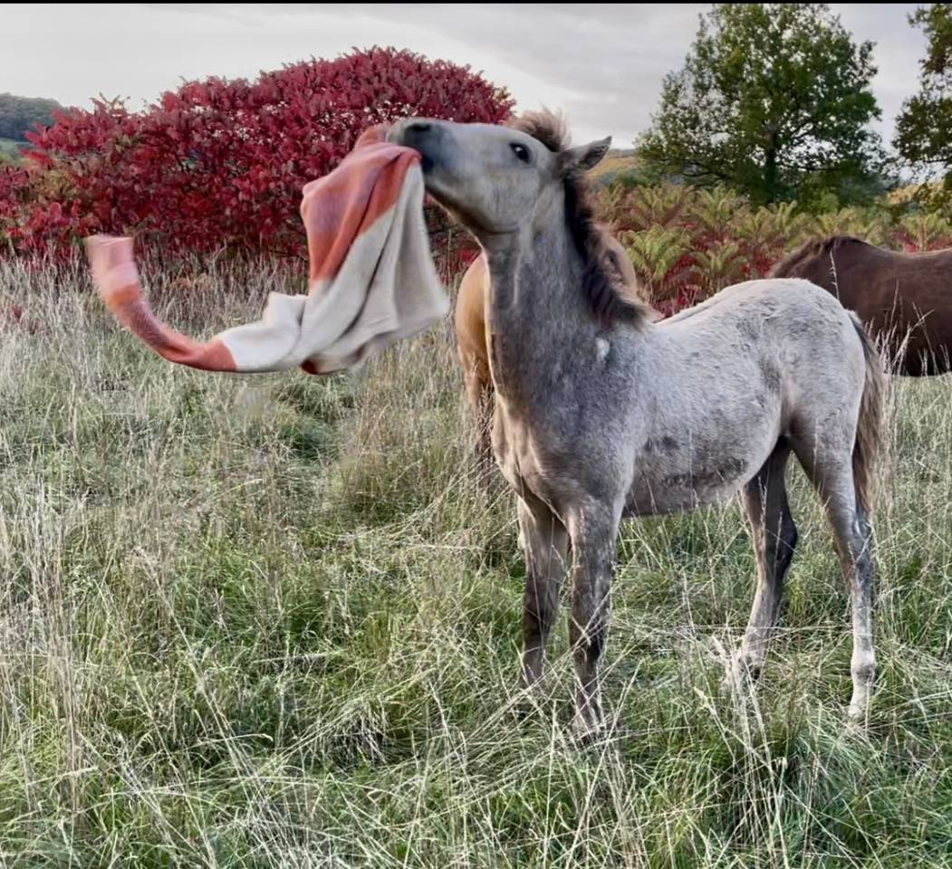 Colt Connemara For sale 2025 Grey