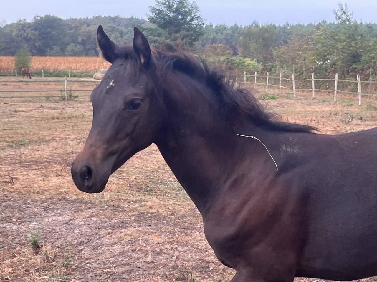 Colt French Saddle Pony For sale 2025 Dark Bay