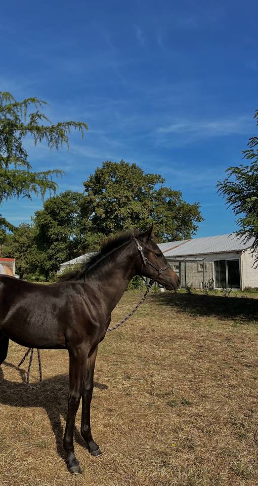 Colt French Saddle Pony For sale 2025 Dark Bay