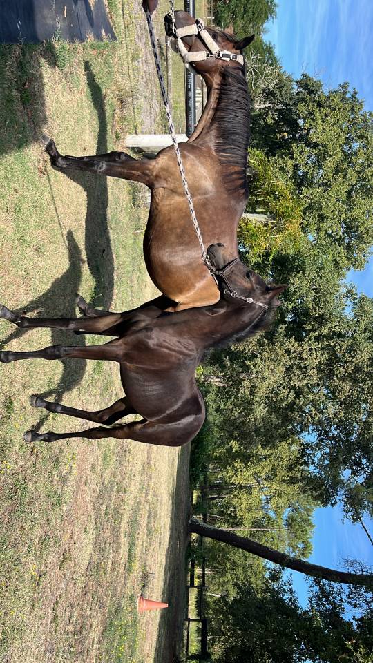 Colt French Saddle Pony For sale 2025 Dark Bay