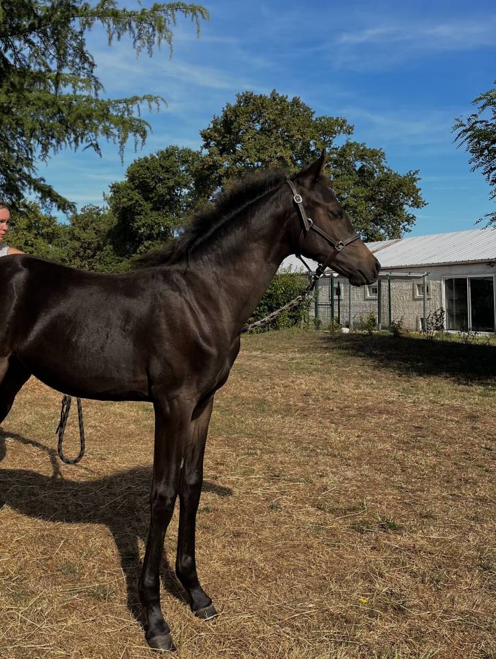 Colt French Saddle Pony For sale 2025 Dark Bay