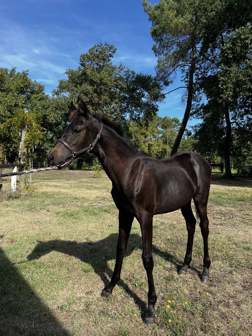 Colt French Saddle Pony For sale 2025 Dark Bay