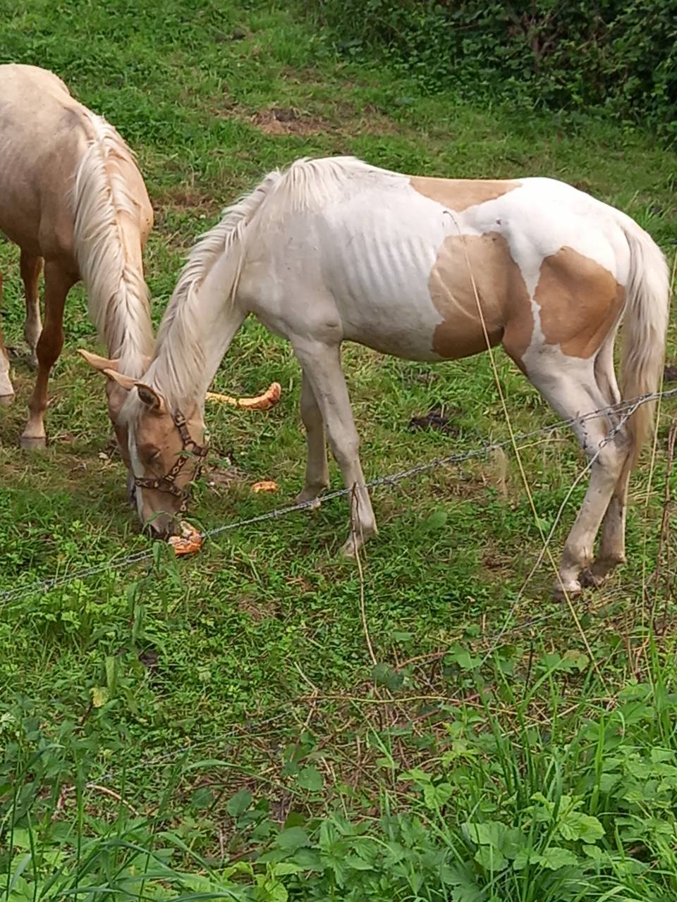 Colt Palomino For sale 2024 Coloured