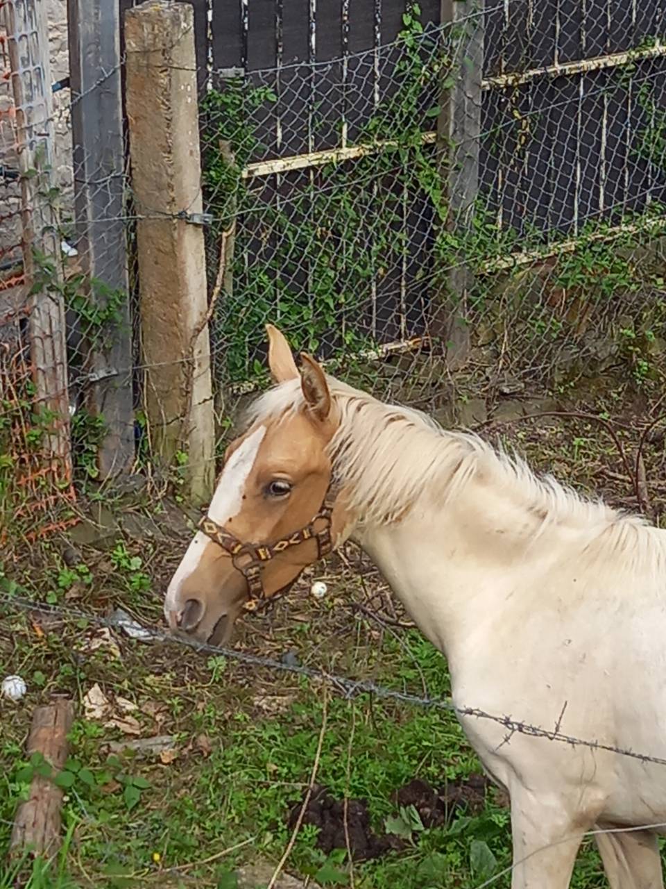 Colt Palomino For sale 2024 Coloured