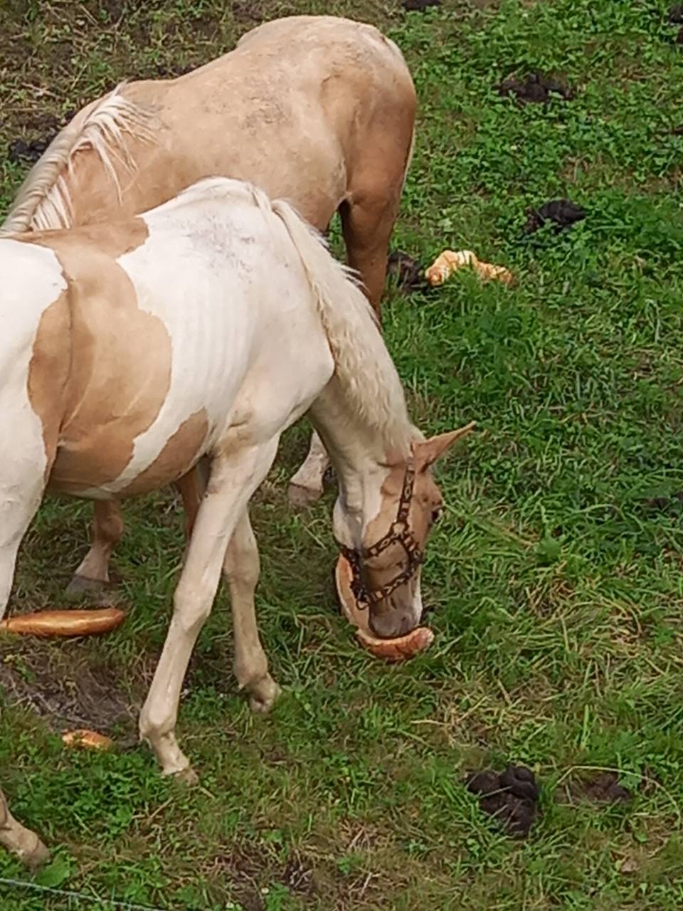 Colt Palomino For sale 2024 Coloured