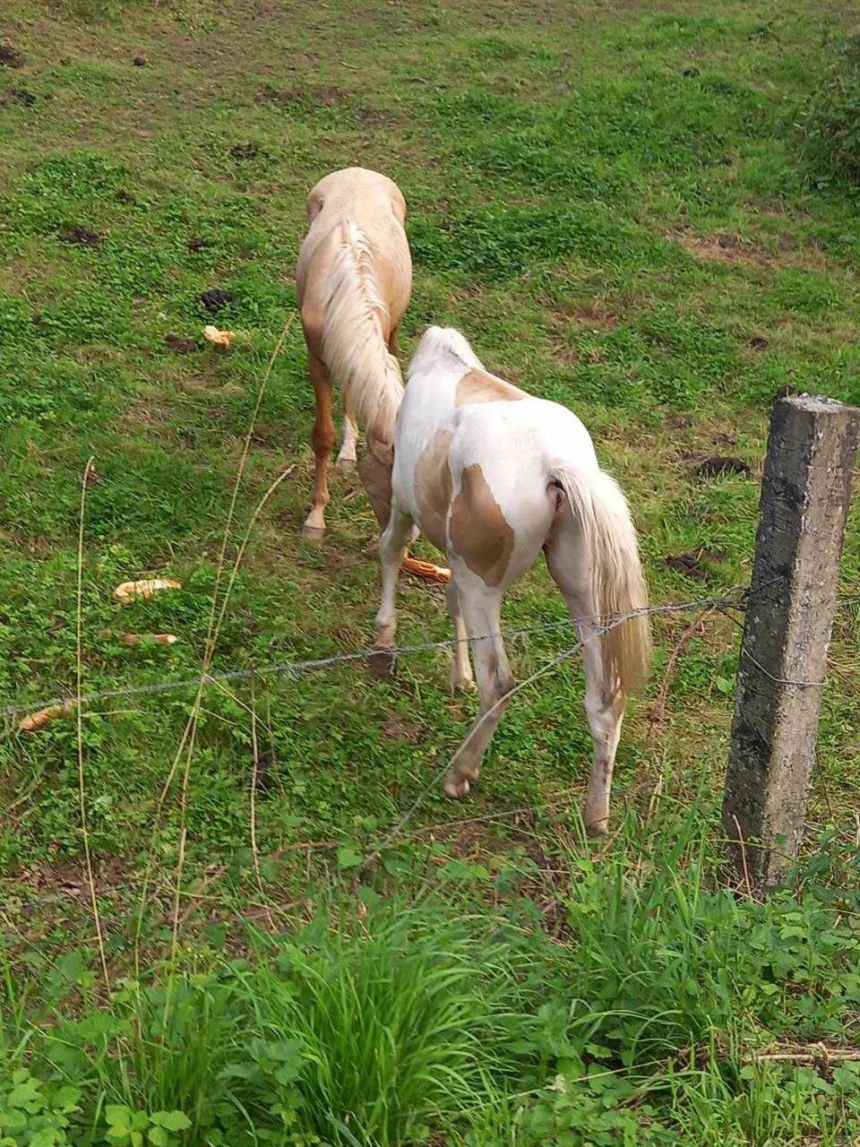Colt Palomino For sale 2024 Coloured