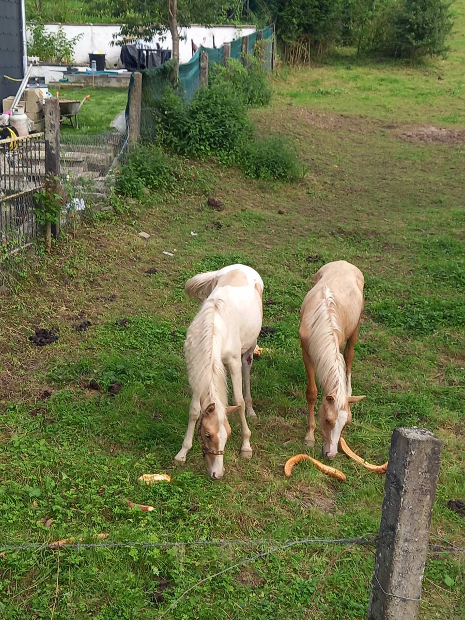 Colt Palomino For sale 2024 Coloured