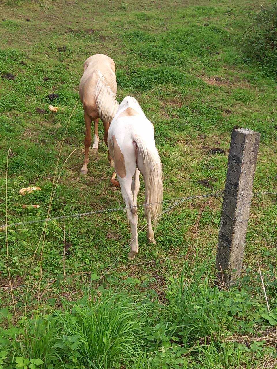 Colt Palomino For sale 2024 Coloured