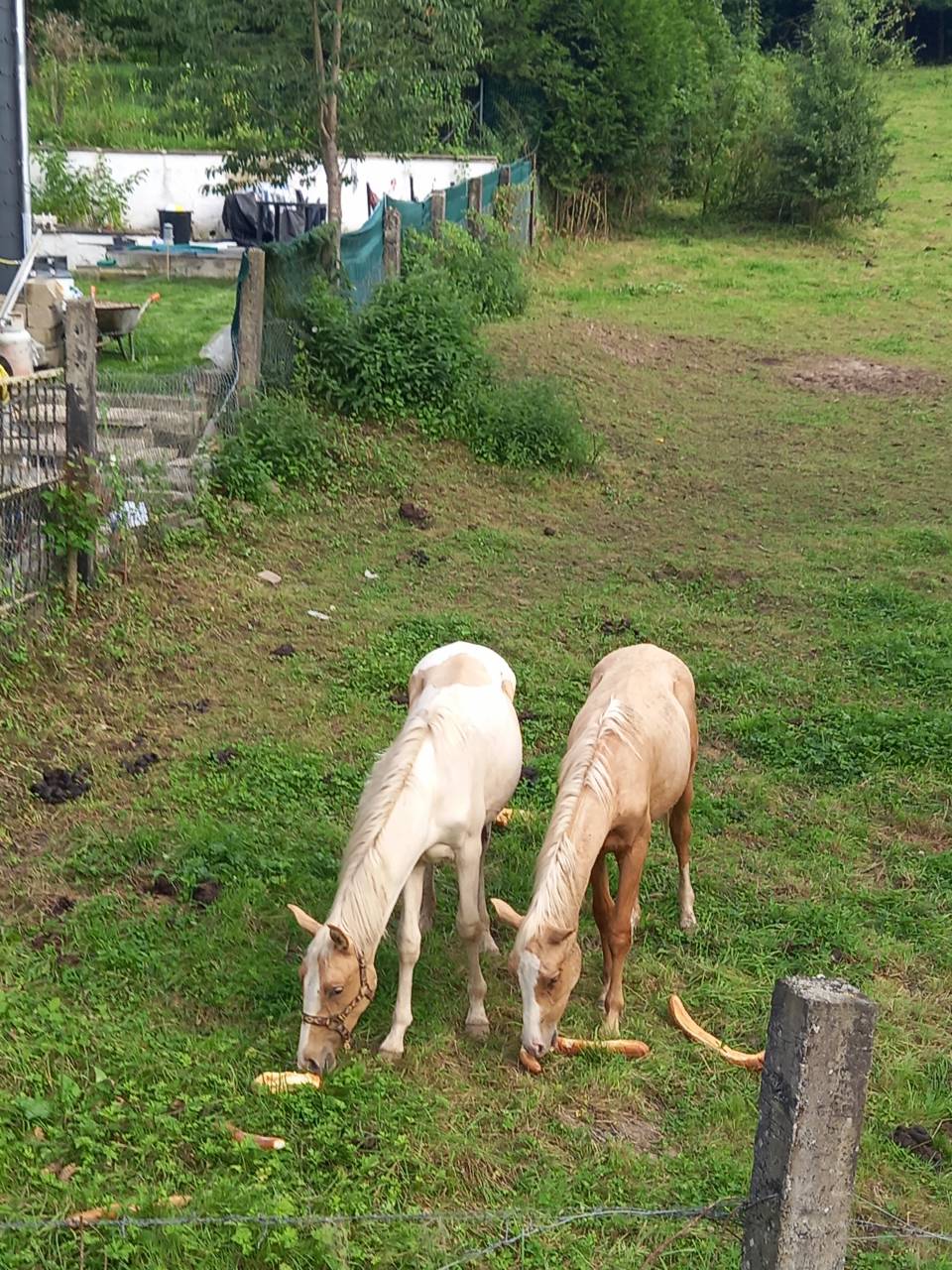 Colt Palomino For sale 2024 Coloured