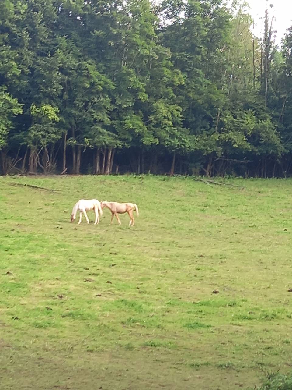 Colt Palomino For sale 2024 Coloured