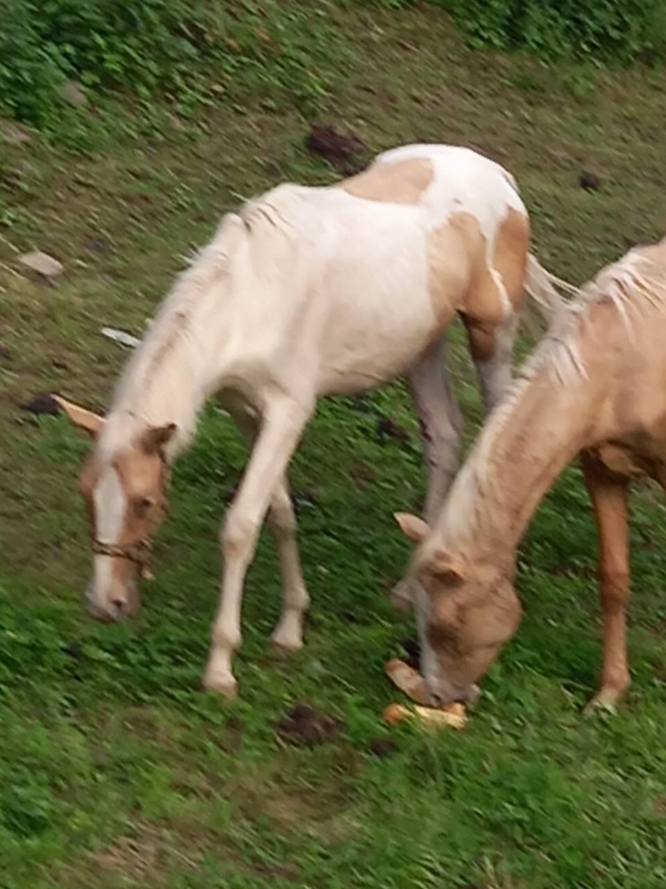 Colt Palomino For sale 2024 Coloured