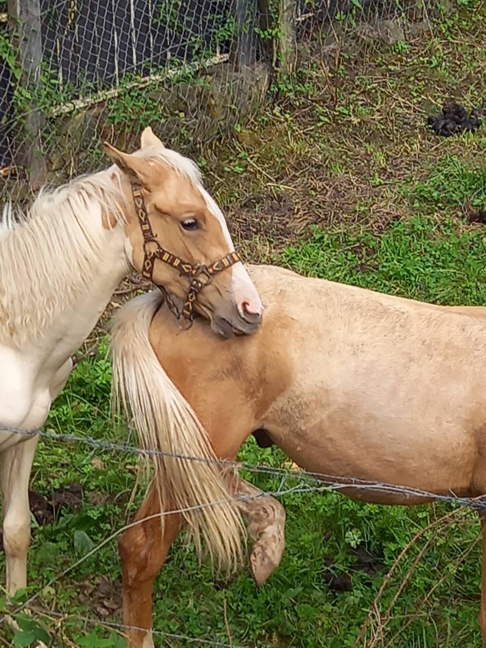 Colt Palomino For sale 2024 Coloured