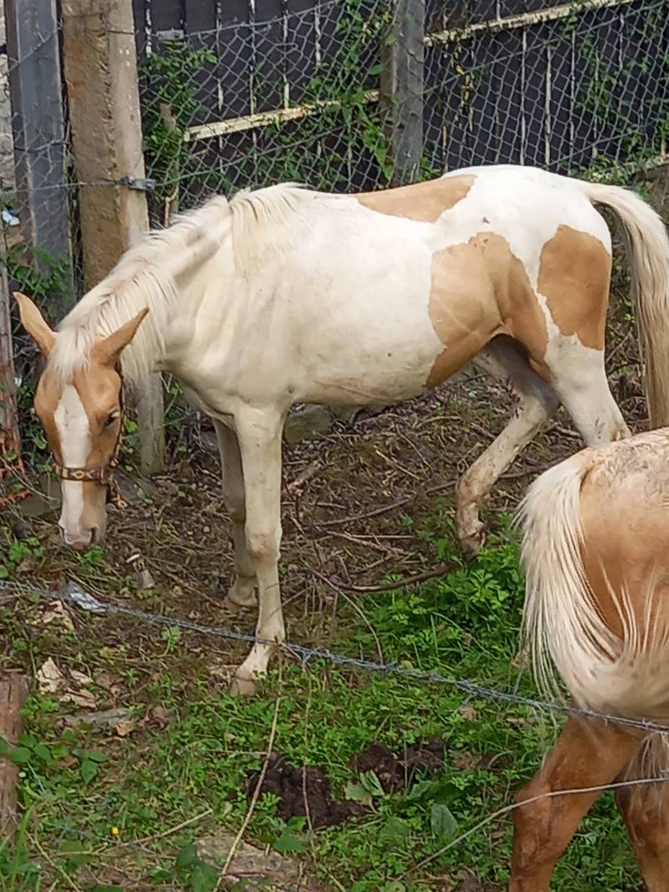 Colt Palomino For sale 2024 Coloured