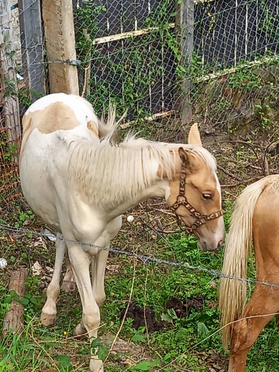 Colt Palomino For sale 2024 Coloured