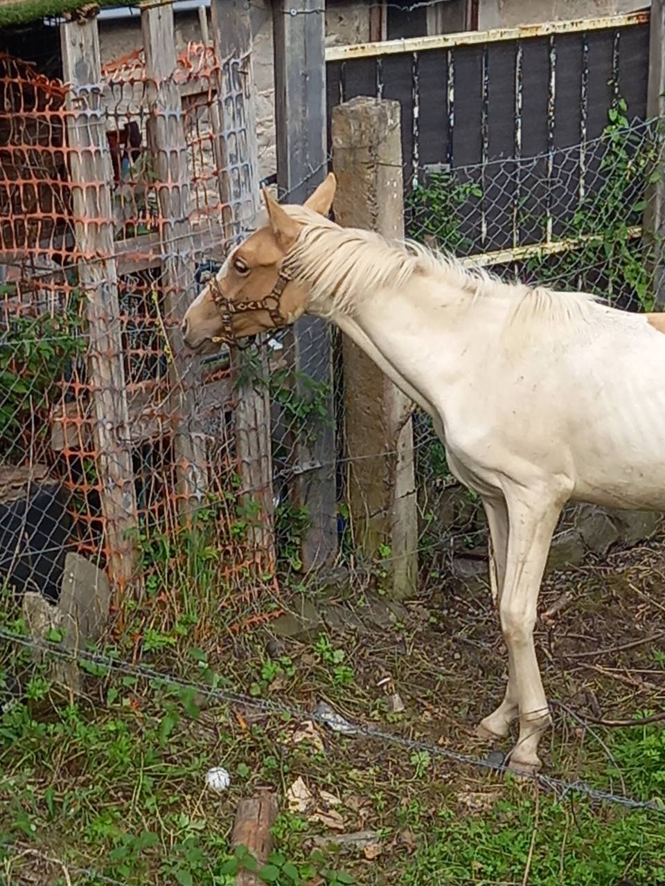 Colt Palomino For sale 2024 Coloured