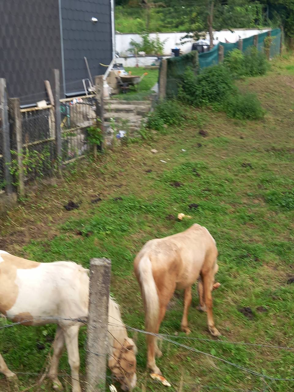 Colt Palomino For sale 2024 Coloured