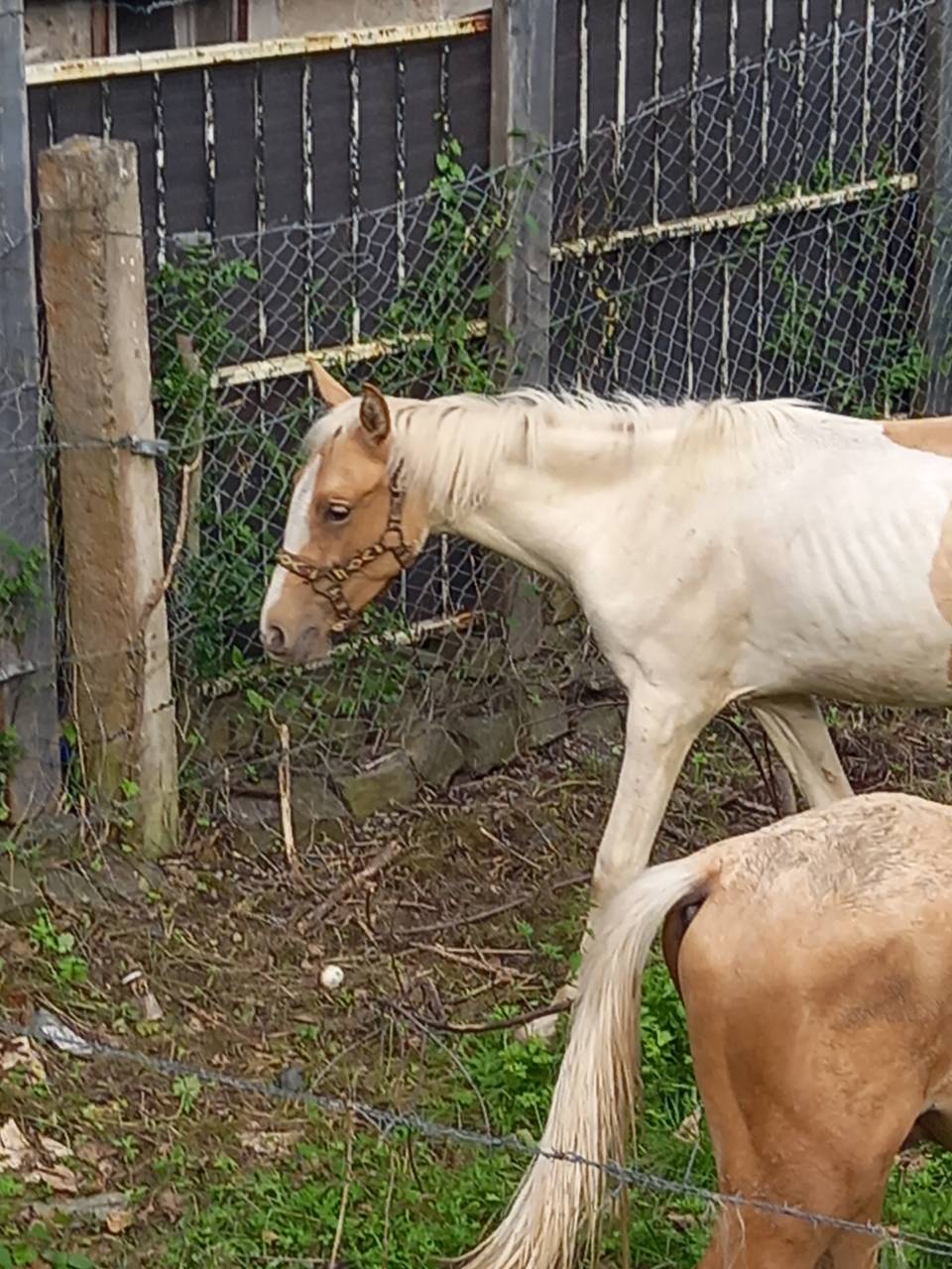 Colt Palomino For sale 2024 Coloured