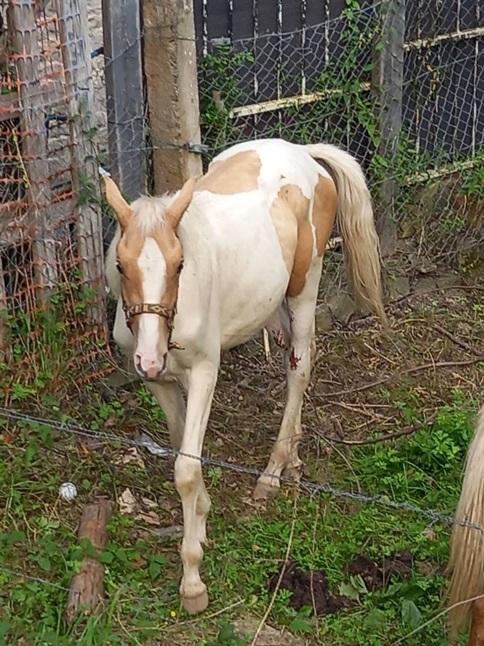 Colt Palomino For sale 2024 Coloured