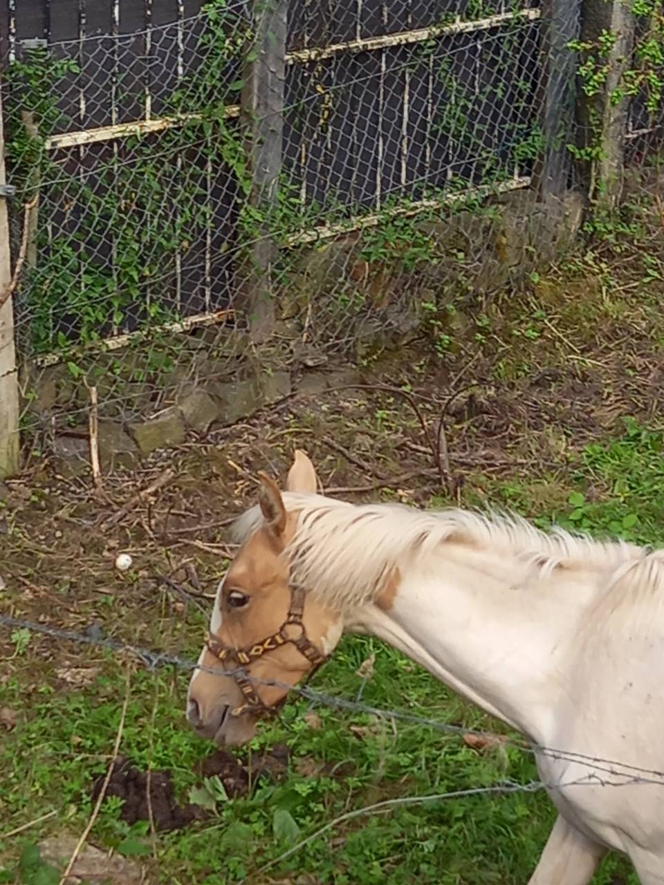 Colt Palomino For sale 2024 Coloured